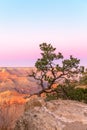 The shape of a beautiful tree on the background of the Grand Canyon in the sunset Royalty Free Stock Photo