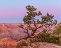 The shape of a beautiful tree on the background of the Grand Canyon in the sunset Royalty Free Stock Photo