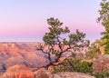 The shape of a beautiful tree on the background of the Grand Canyon in the sunset Royalty Free Stock Photo