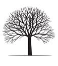 Shape of black Tree without leaves. Vector outline Illustration. Plant in Garden Royalty Free Stock Photo