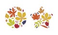 Shape with Bright Autumn Foliage of Different Leaf Color Vector Arrangement Set Royalty Free Stock Photo