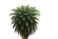 Shape of Chilean wine palm on isolated background Royalty Free Stock Photo