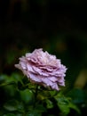 Shape and colors of Princess Kaori roses that blooming Royalty Free Stock Photo