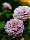 Shape and colors of Princess Kaori roses that blooming Royalty Free Stock Photo