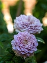 Shape of Princess Kaori roses that blooming Royalty Free Stock Photo