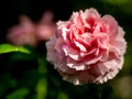 Shape and colors of Princess Meiko roses that blooming