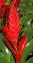 A juicy red flower in the garden.