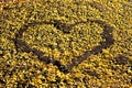 Shape of Heart made in Yellow Leaves Royalty Free Stock Photo