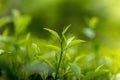 Fresh and soft Tea leaves in Fresh Garden. Royalty Free Stock Photo