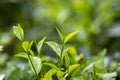 Fresh and soft Tea leaves in Fresh Garden. Royalty Free Stock Photo