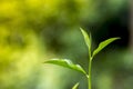 Fresh and soft Tea leaves in Fresh Garden. Royalty Free Stock Photo