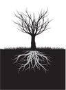 Shape of Naked Tree and Roots. Vector outline Illustration. Plant in Garden