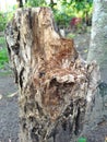 the shape and pattern of the cut of the rambutan tree trunk