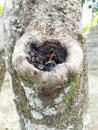 the shape and pattern of the cut of the rambutan tree trunk