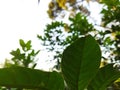 the shape and pattern of rambutan tree leaves in the garden in the morning