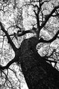 Shape of Samanea saman trees and pattern of branch in black and white tone Royalty Free Stock Photo