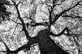 Shape of Samanea saman trees and pattern of branch in black and white tone