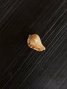 Shape of sea shell from the beach on black background Royalty Free Stock Photo