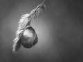 Snail mollusk alone hanging on a grass in black and white