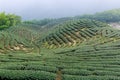 The shape of tea garden like chinese Eight Trigrams