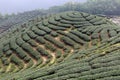 The shape of tea garden like chinese Eight Trigrams