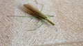 Grasshopper toothpick Royalty Free Stock Photo