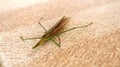 Long-headed Toothpick Grasshopper Royalty Free Stock Photo