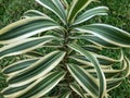 The shape and texture of the stem of the ornamental plant Dracaena Reflexa Royalty Free Stock Photo
