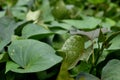 The shape and texture of tropical green leaves