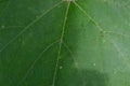 The shape and texture of tropical green leaves