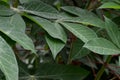 The shape and texture of tropical green leaves