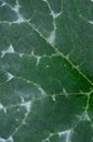 The shape and texture of tropical green leaves