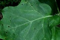 The shape and texture of tropical green leaves