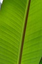 The shape and texture of tropical green leaves