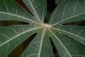 The shape and texture of tropical green leaves