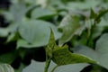 The shape and texture of tropical green leaves