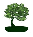 Spring Tree in Pot. Vector outline Illustration. Plant in Garden. Bonsai