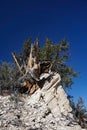 Shaped and gnarled by weather and extreme conditions, this Bristlecone Pine tree is several thousand years old.