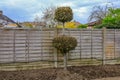 Shaped pruned bay tree in the garden Royalty Free Stock Photo