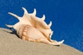 Shaped seashell on a diagonal sand line