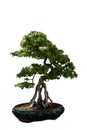 Shaped Small Buttonwood Bonsai Tree