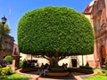 Shaped Tree in Queretaro