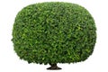 Shaped trimmed bush for garden landscape design