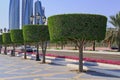 Shaped trimmed ornamental topiary trees alley along road walkway in Abu Dhabi,UAE.Walkway with lush hedge shrubs.