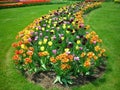 Shaped Tulip Bed