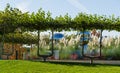 Shaped young branches with canopy of London plane tree Platanus acerifolia are grown in form of benches for rest