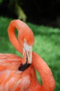 Shapely Flamingo Royalty Free Stock Photo