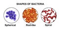 Shapes of bacteria, spherical, rod-like and spiral bacteria Royalty Free Stock Photo