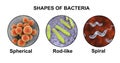 Shapes of bacteria, spherical, rod-like and spiral bacteria Royalty Free Stock Photo