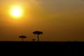 Shapes of trees at sunset. Kenya, Royalty Free Stock Photo